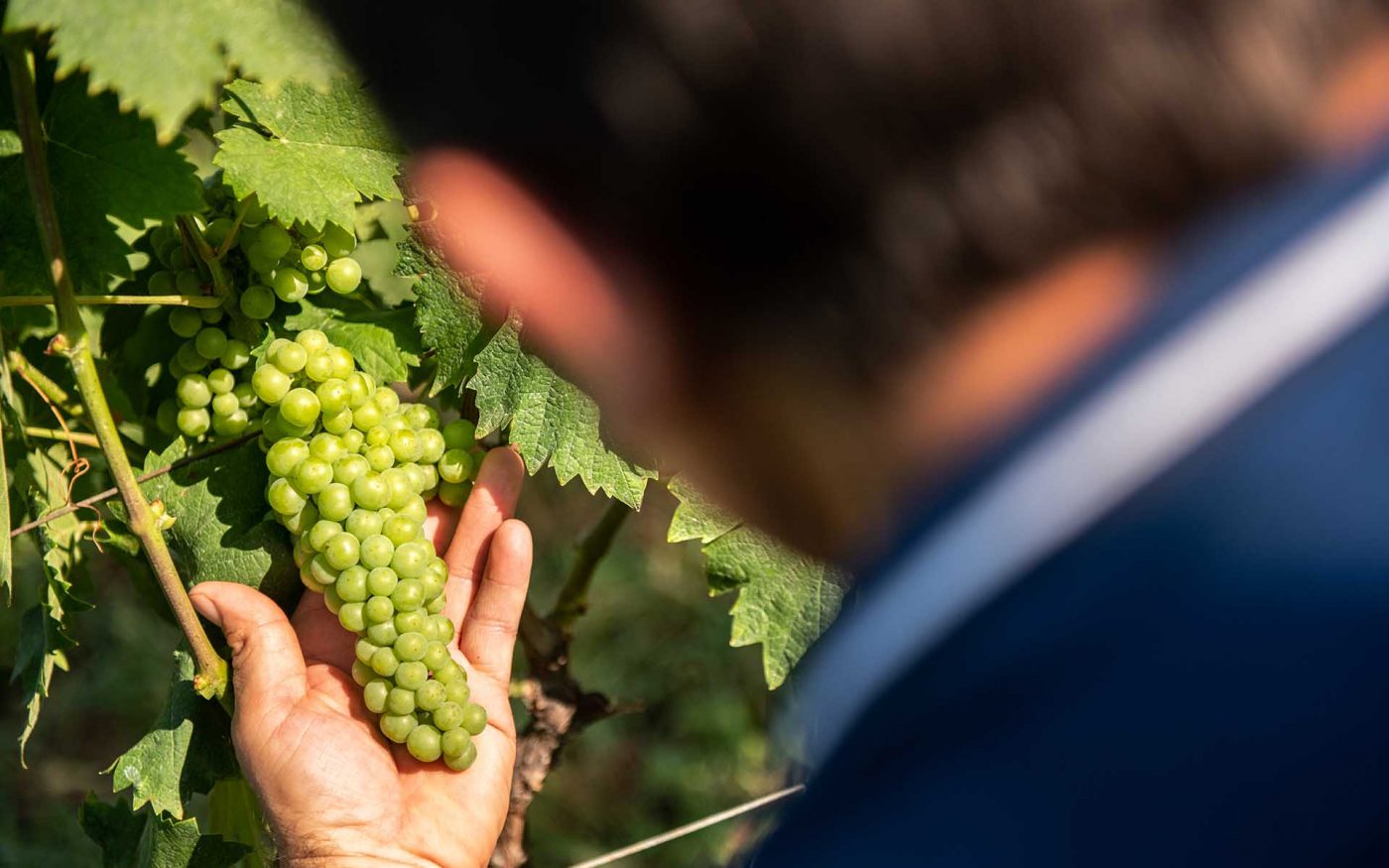 Grappolo di uva non ancora matura